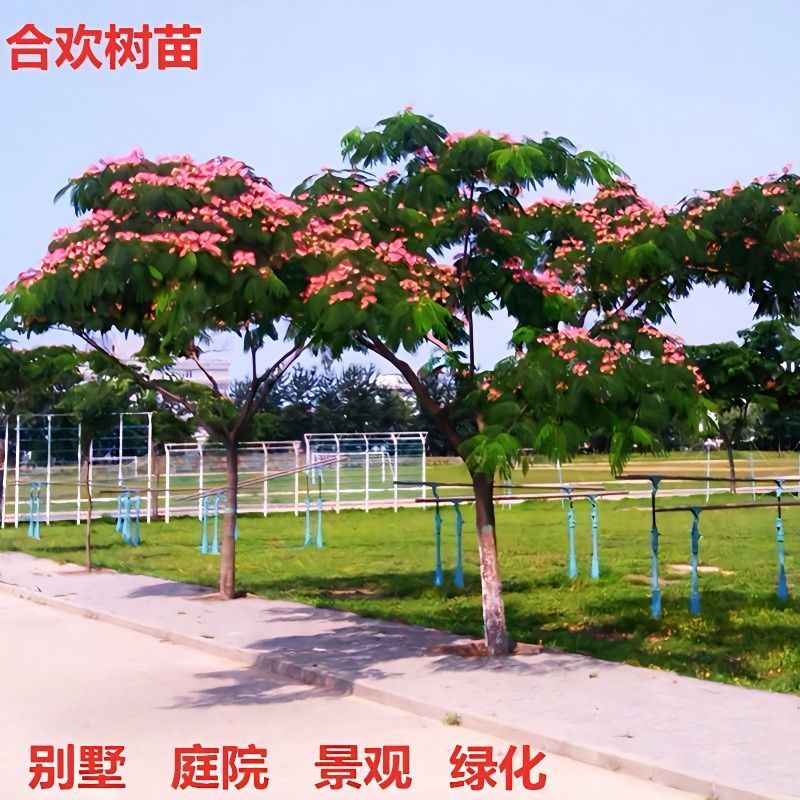 合欢，合欢合欢树庭院树盆栽合欢绿化工程