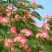 合欢，合欢合欢树庭院树盆栽合欢绿化工程