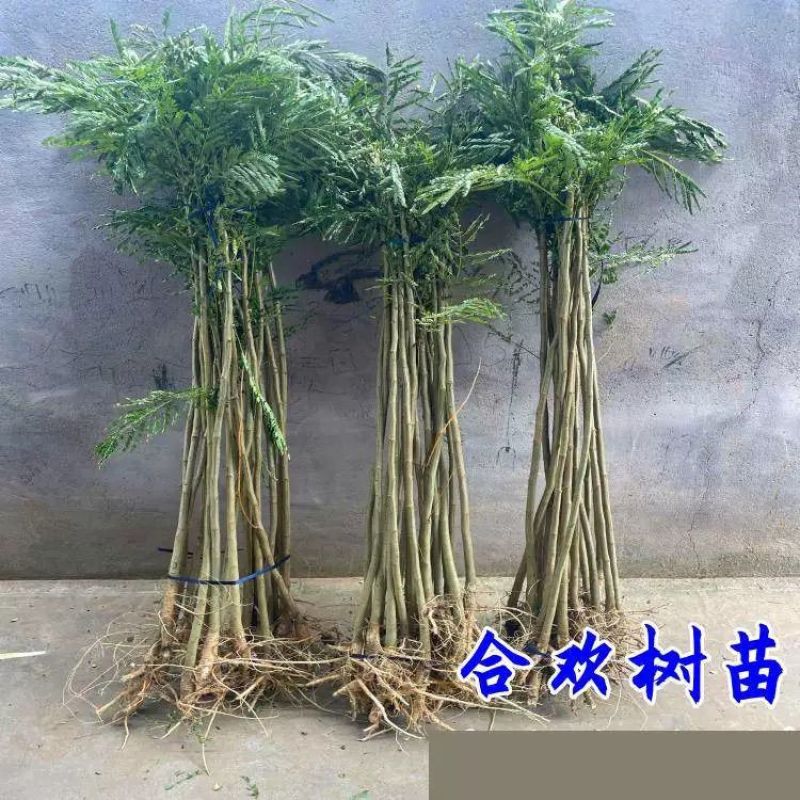 合欢，合欢合欢树庭院树盆栽合欢绿化工程