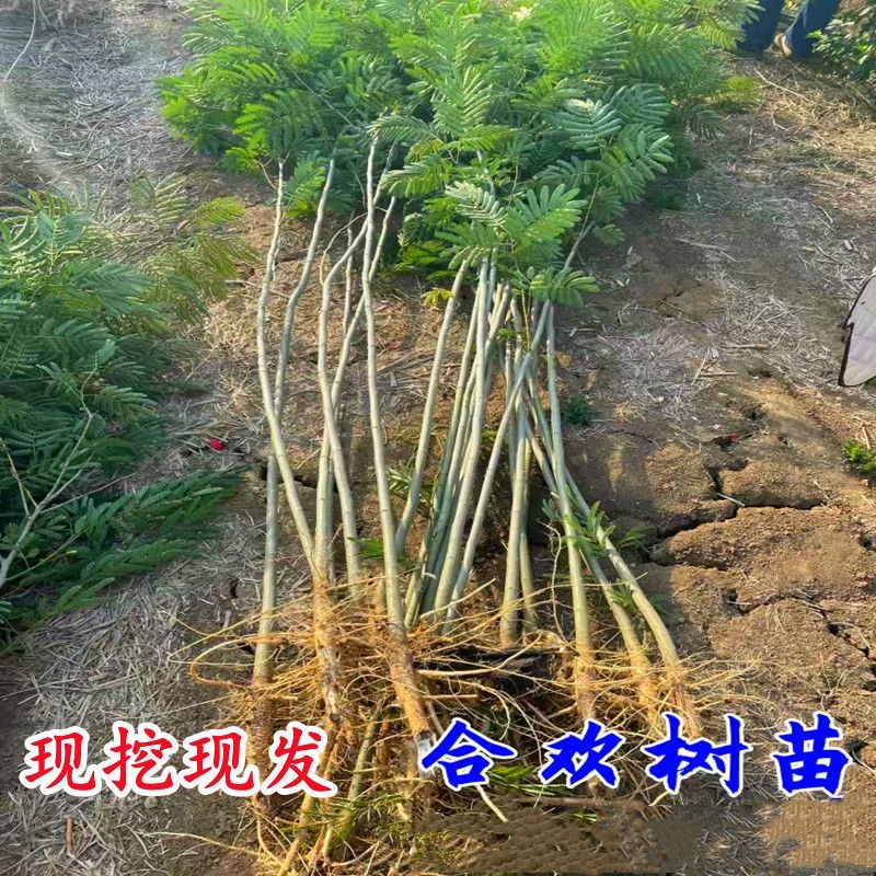 合欢，合欢合欢树庭院树盆栽合欢绿化工程