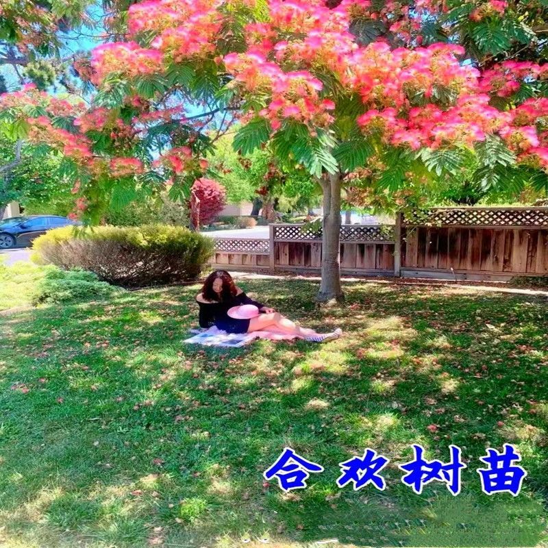 合欢，合欢合欢树庭院树盆栽合欢绿化工程