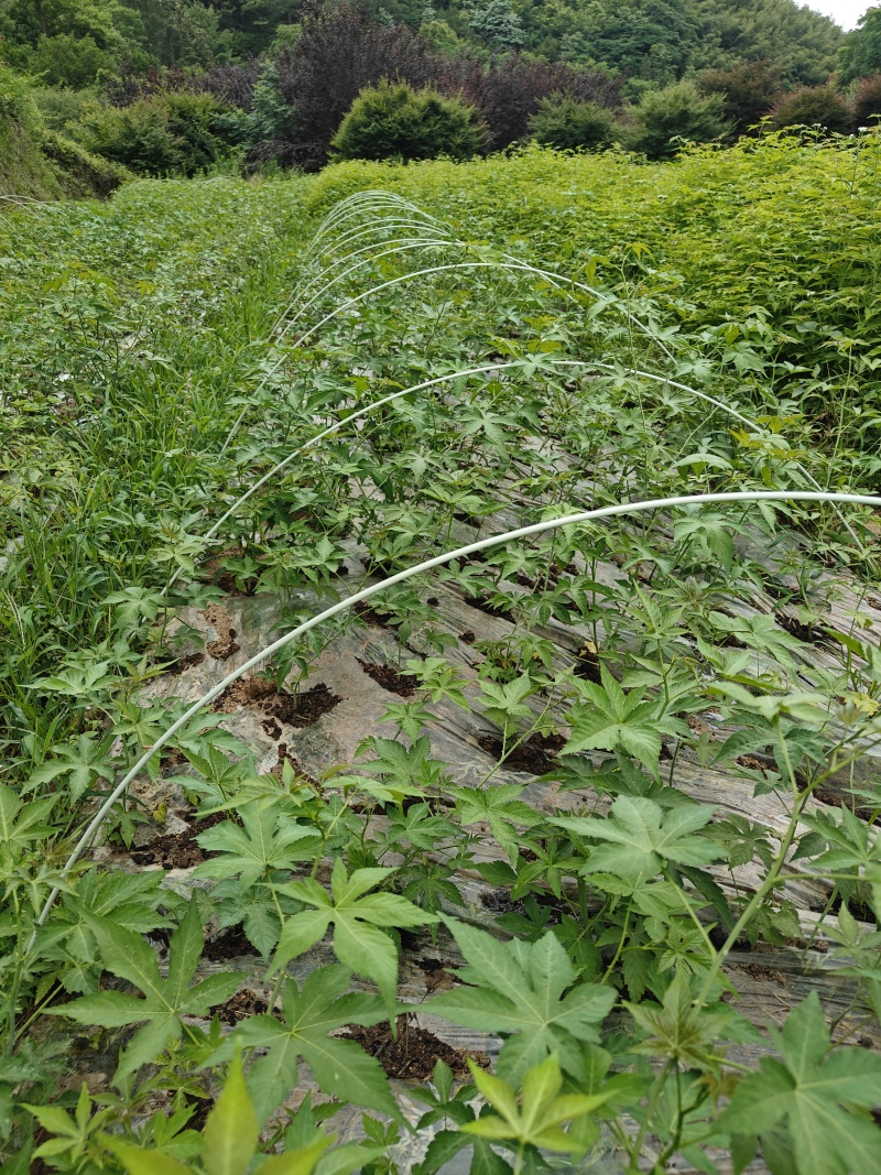 掌叶覆盆子苗