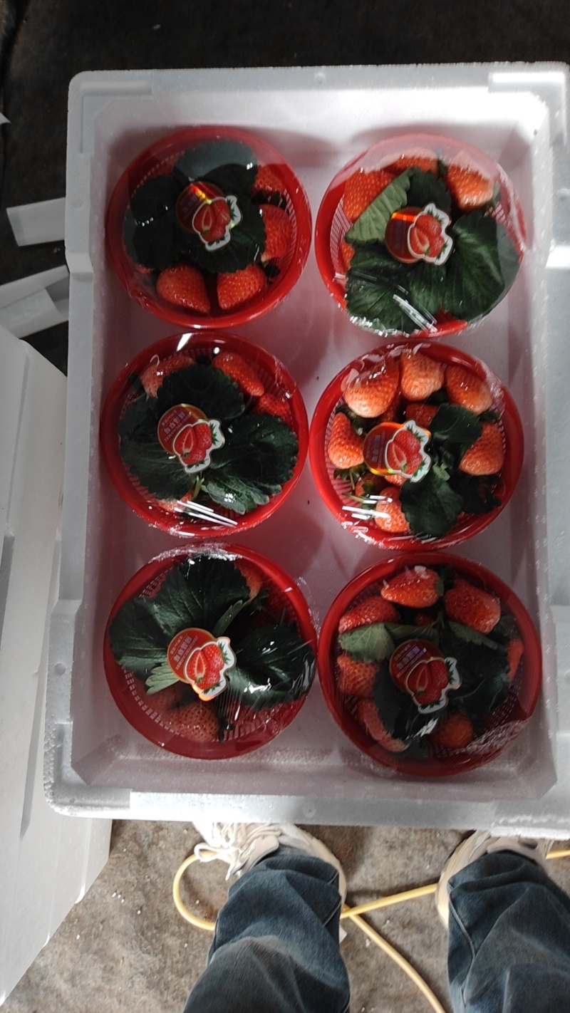 精品货宁玉草莓一手货源支持全国发有需要的老板可以联系