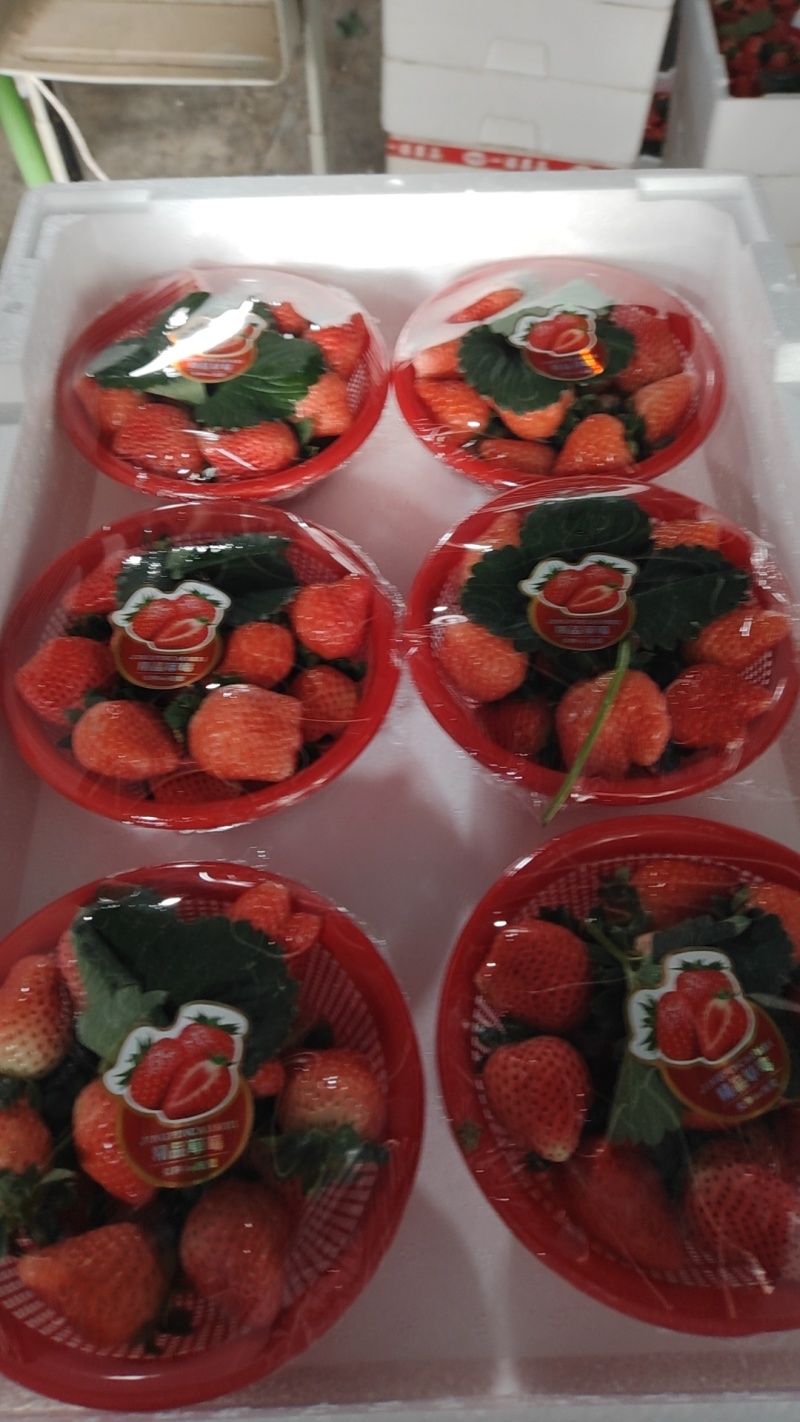 精品货宁玉草莓一手货源支持全国发有需要的老板可以联系
