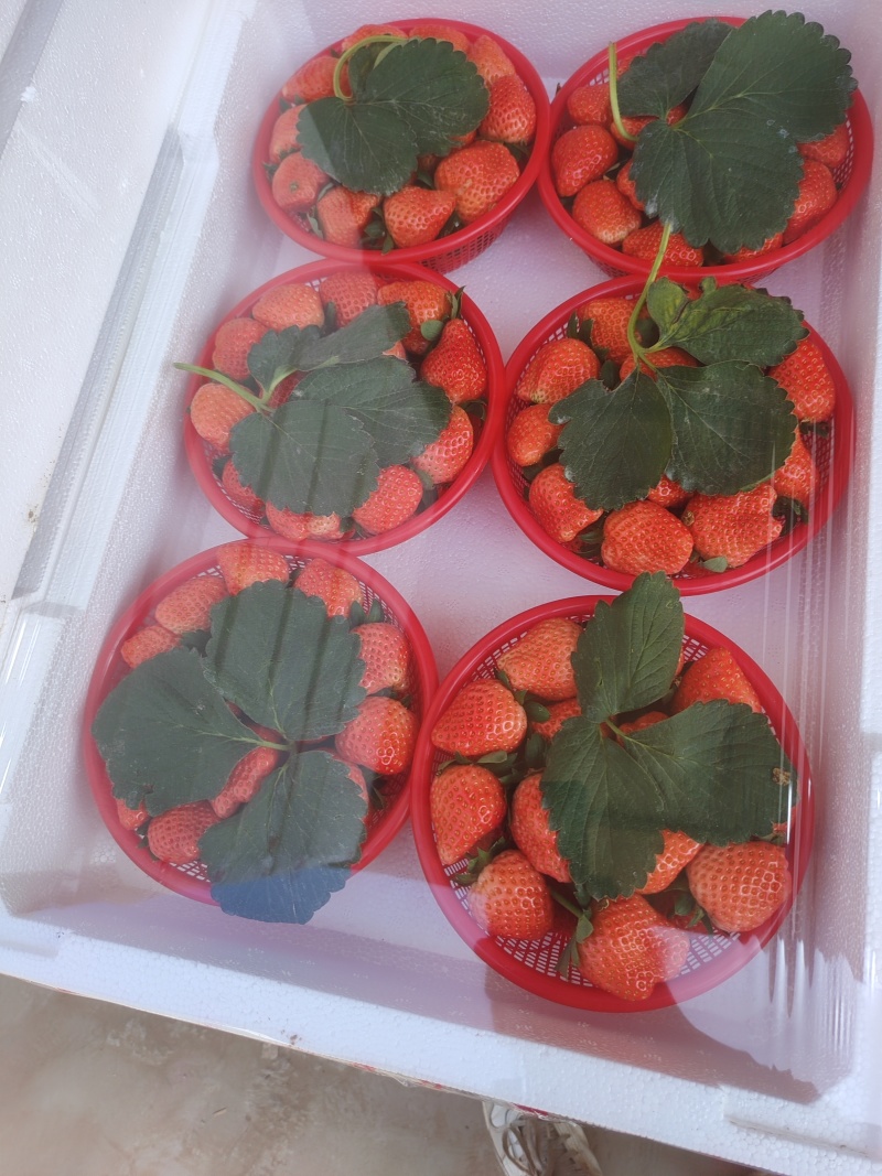 精品货宁玉草莓一手货源支持全国发有需要的老板可以联系