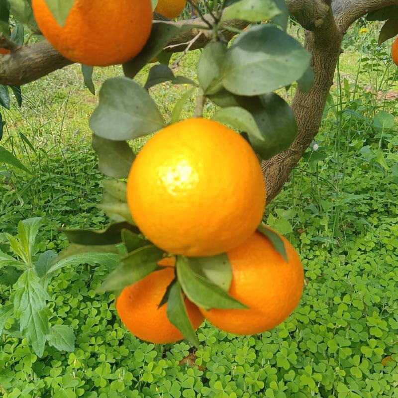爱媛果冻橙