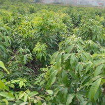 荔枝苗妃子笑嫁接苗，品种纯正，成活率高