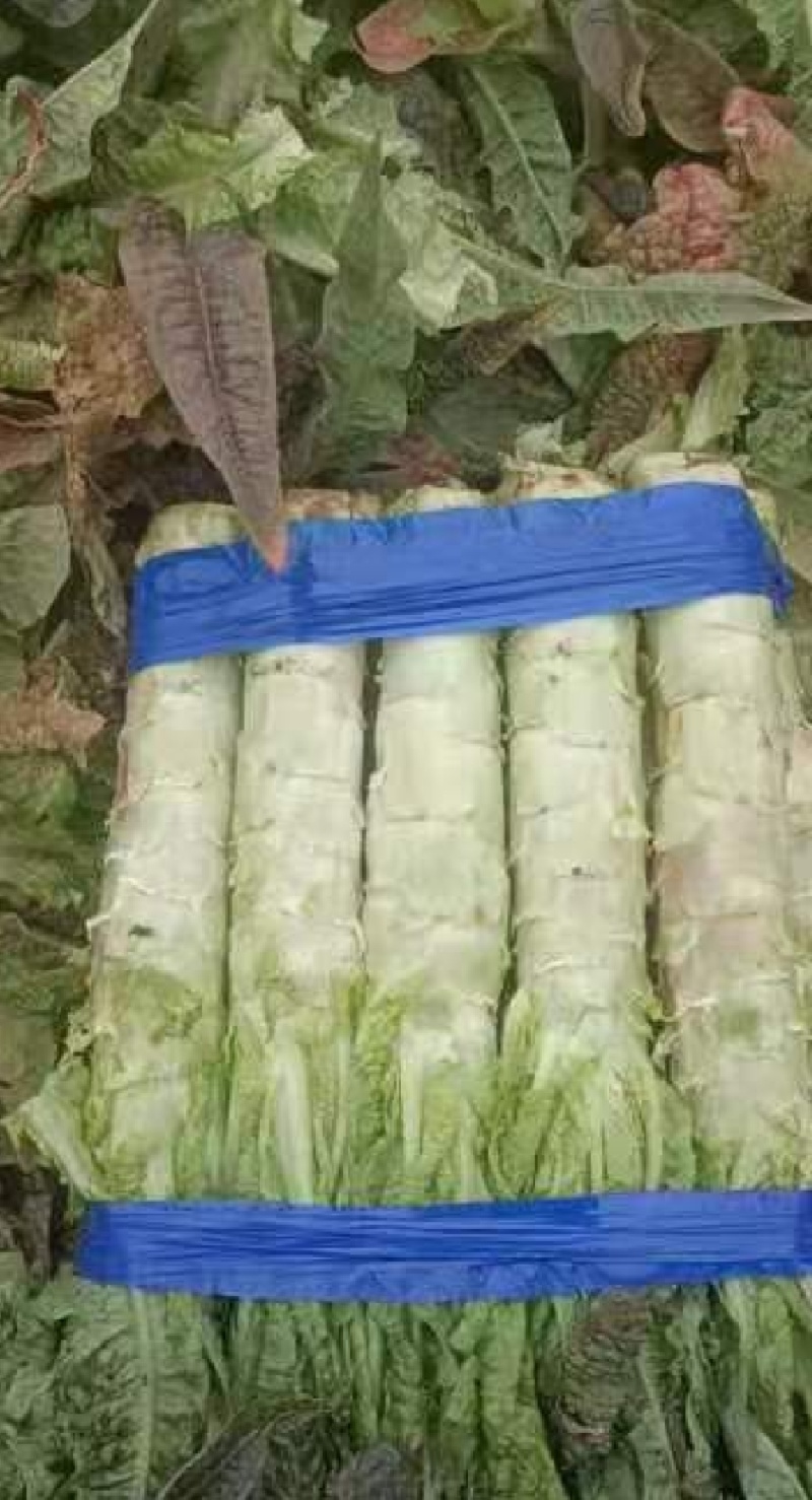 山东兰陵莴笋大量现货