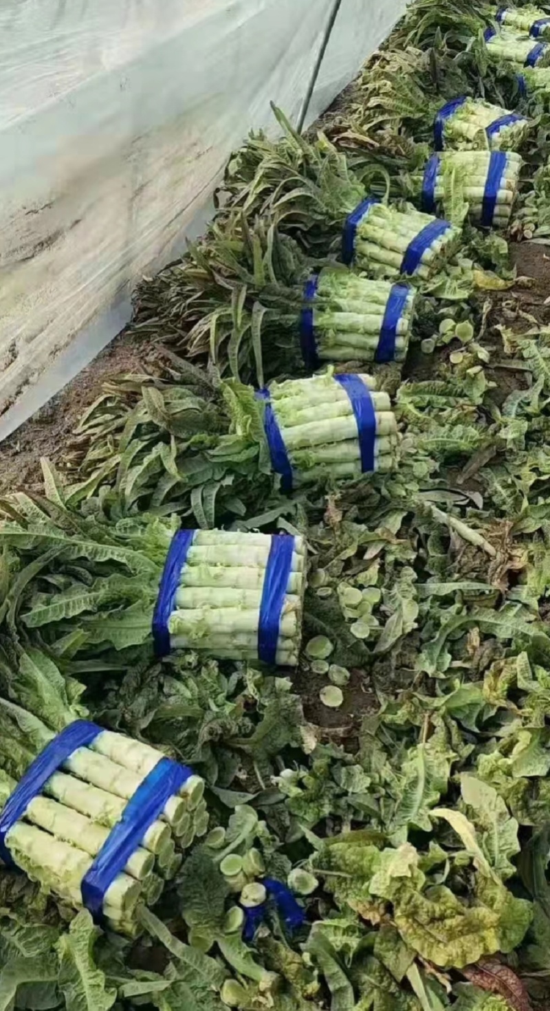 山东兰陵莴笋大量现货
