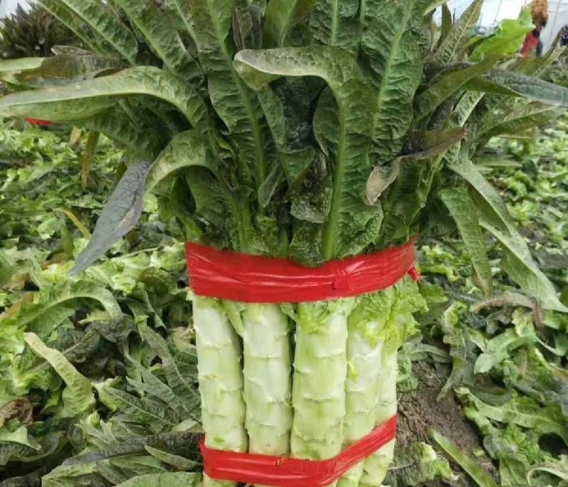 山东兰陵莴笋大量现货