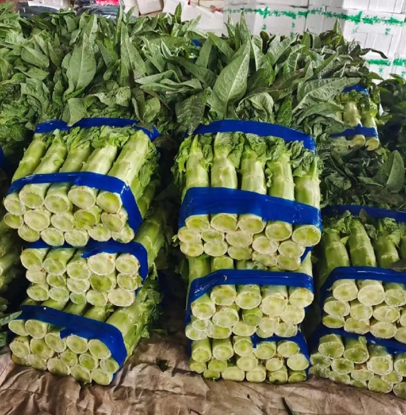 山东兰陵莴笋大量现货
