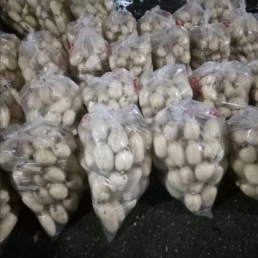 精品小藕头，量大价格可谈