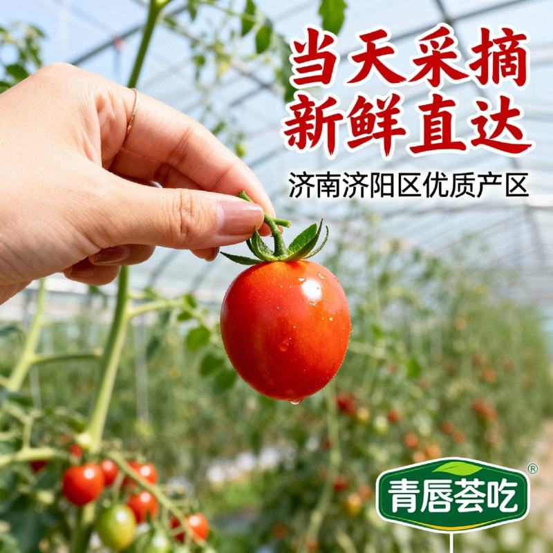 种植户自卖济阳贝贝圣女果青甜粑粑圣女果小柿子