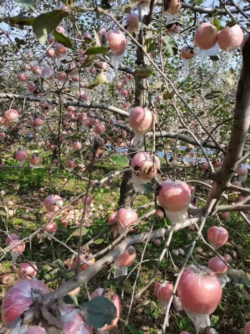 自家的苹果
