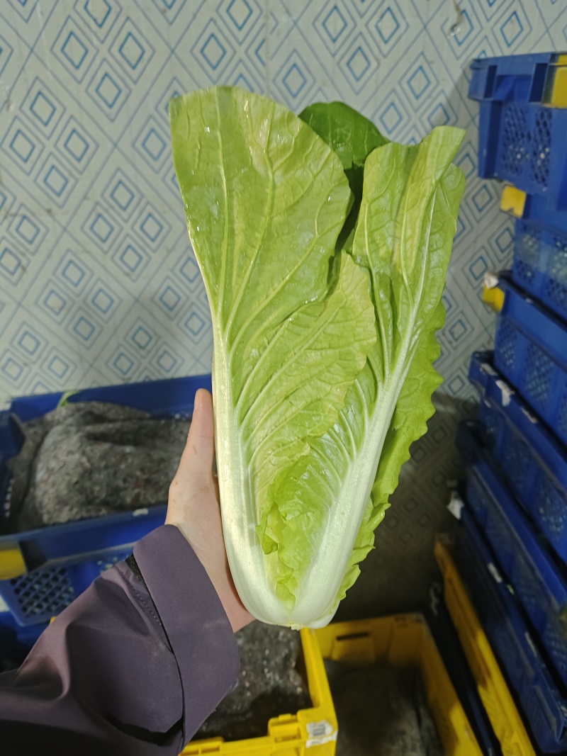 河北石家庄快菜