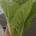 河北石家庄快菜