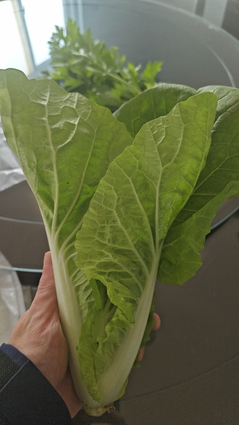 河北石家庄快菜