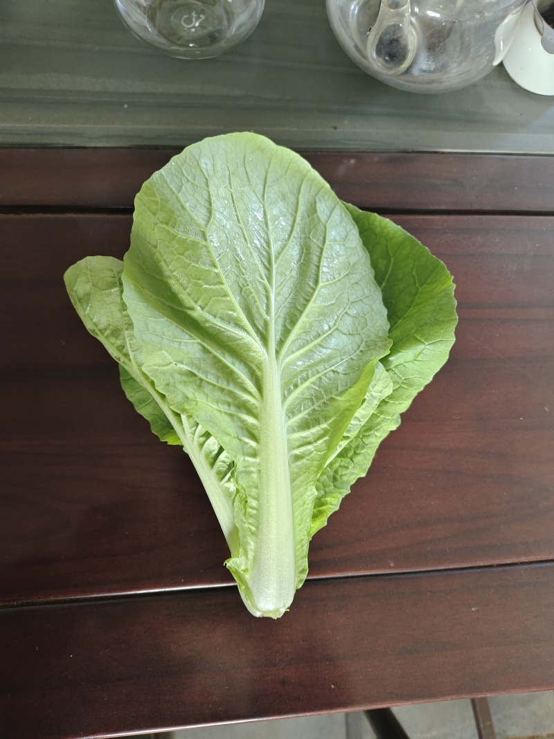 河北石家庄快菜