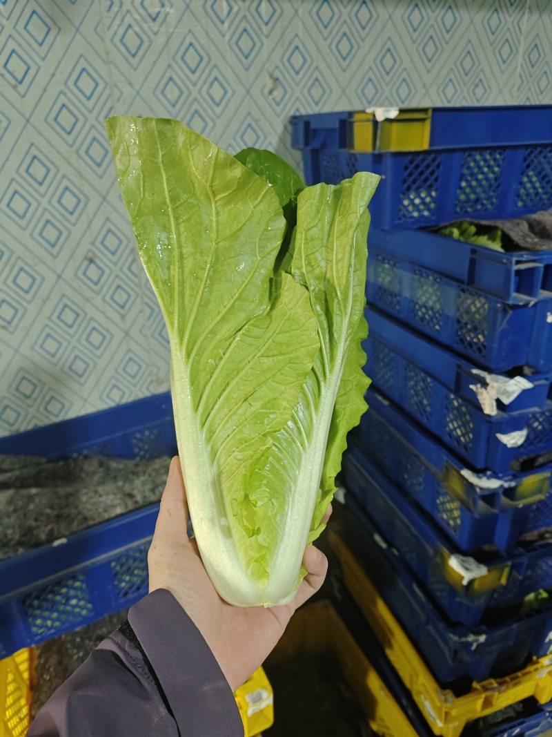 河北石家庄快菜