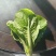 河北石家庄快菜