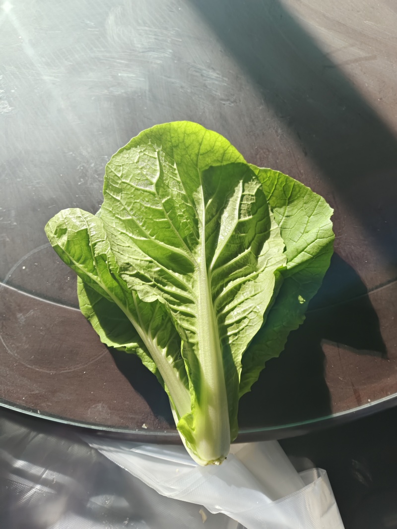 河北石家庄快菜
