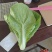 河北石家庄快菜