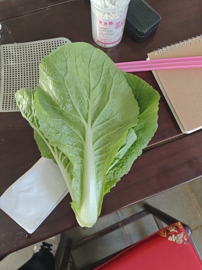 河北石家庄快菜