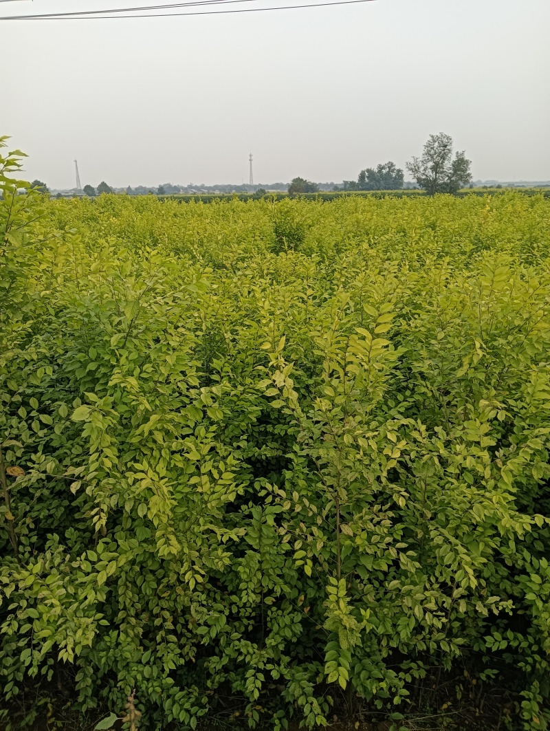 金叶榆基地金叶榆批发金叶榆产地直销