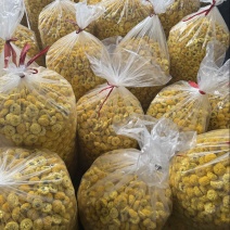 徽州高山皇菊原产地，皇菊大量批发