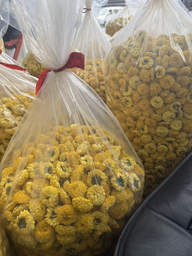 徽州高山皇菊原产地，皇菊大量批发
