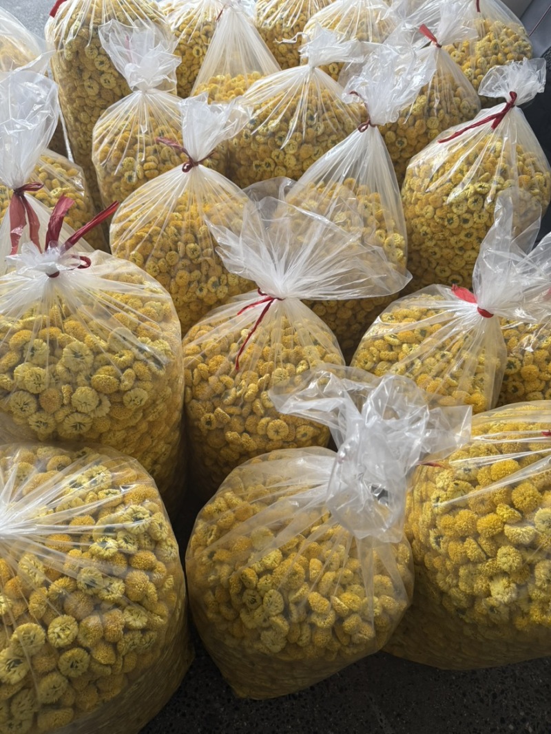 徽州高山皇菊原产地，皇菊大量批发