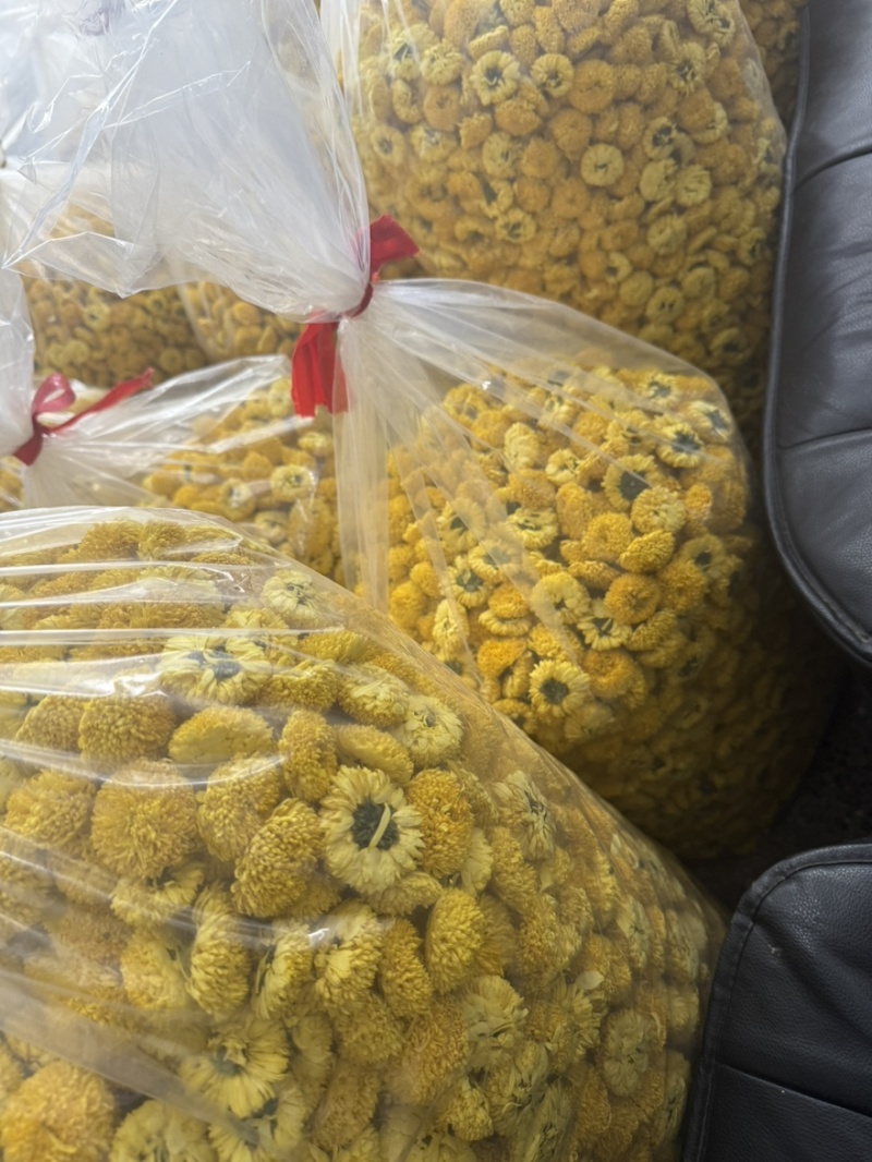 徽州高山皇菊原产地，皇菊大量批发