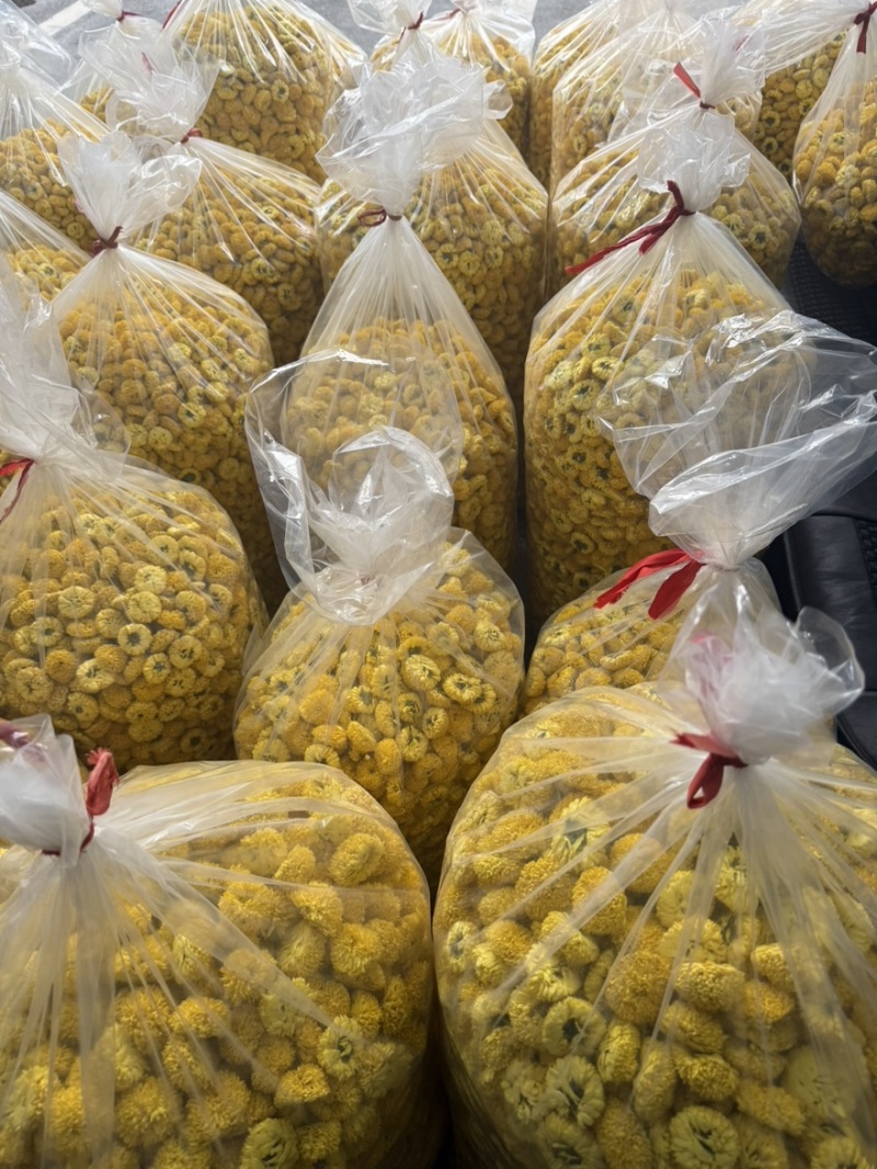 徽州高山皇菊原产地，皇菊大量批发