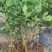 无花果苗波姬红砂糖红心布兰瑞克，芭奈劳无花果苗