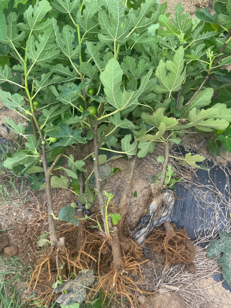 无花果苗波姬红砂糖红心布兰瑞克，芭奈劳无花果苗