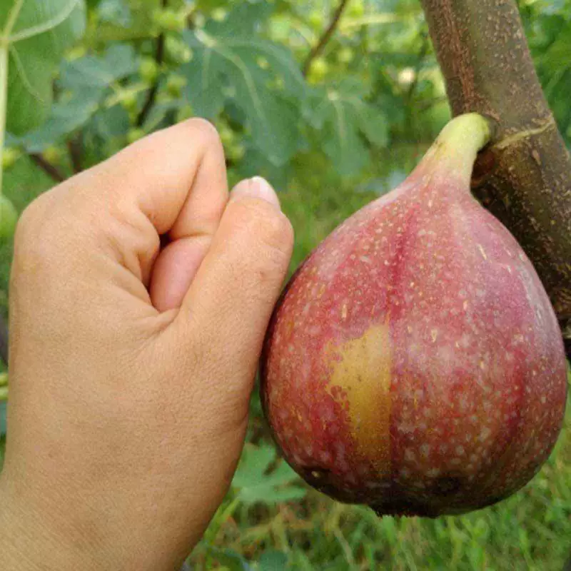 无花果苗波姬红砂糖红心布兰瑞克，芭奈劳无花果苗