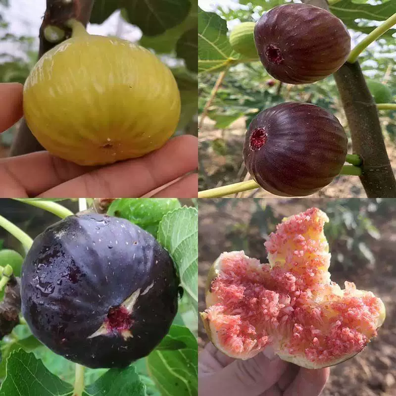 无花果苗波姬红砂糖红心布兰瑞克，芭奈劳无花果苗