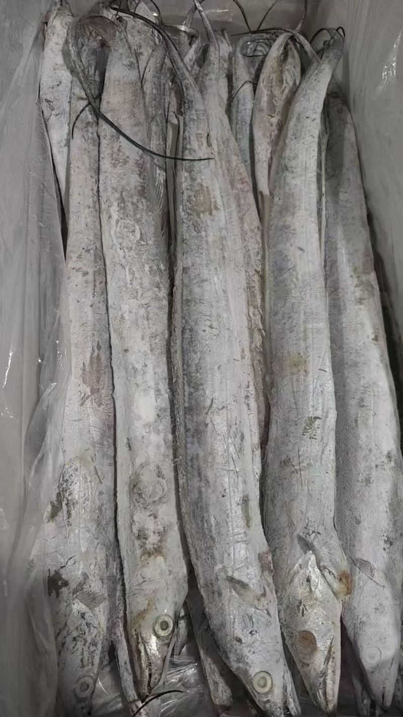 国产优质带鱼，全程冷链运输保障品质。带鱼肉质细嫩