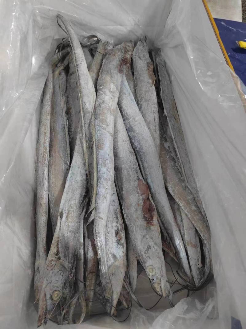 国产优质带鱼，全程冷链运输保障品质。带鱼肉质细嫩
