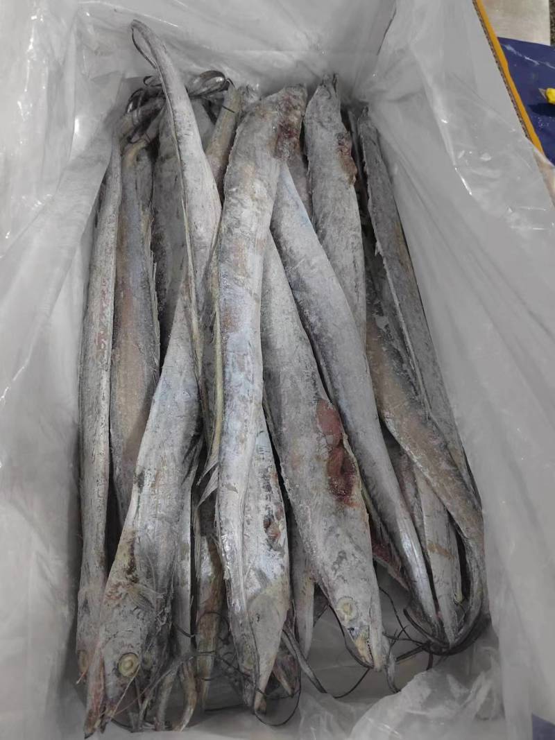 国产优质带鱼，全程冷链运输保障品质。带鱼肉质细嫩