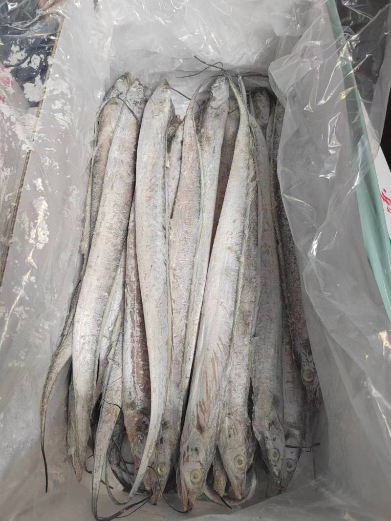 国产优质带鱼，全程冷链运输保障品质。带鱼肉质细嫩