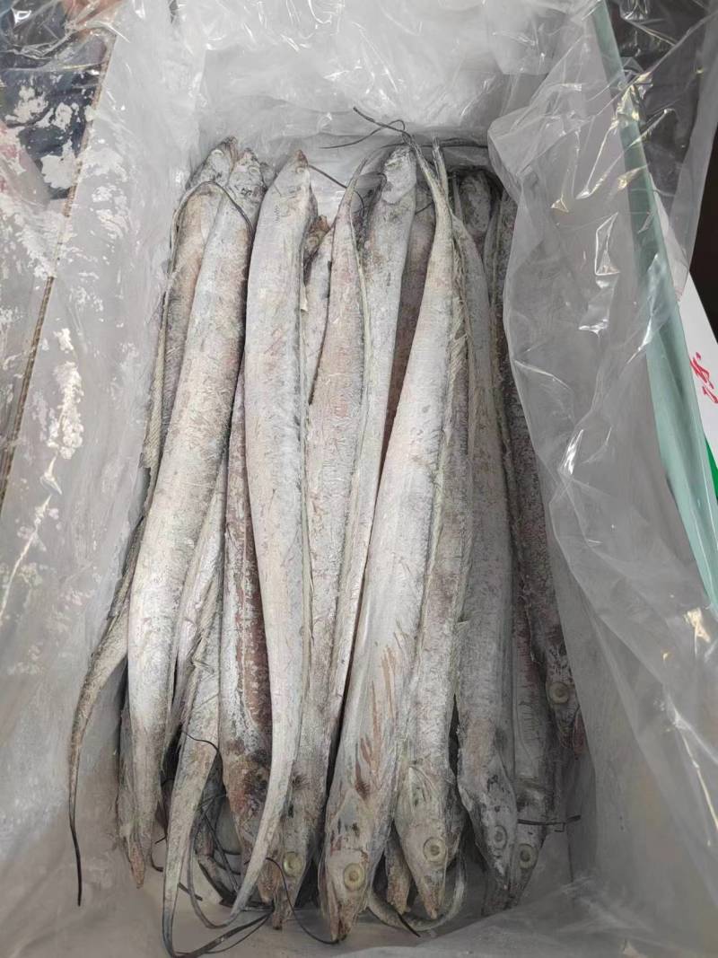 国产优质带鱼，全程冷链运输保障品质。带鱼肉质细嫩