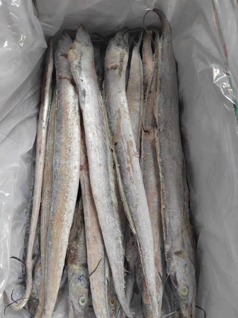 国产优质带鱼，全程冷链运输保障品质。带鱼肉质细嫩