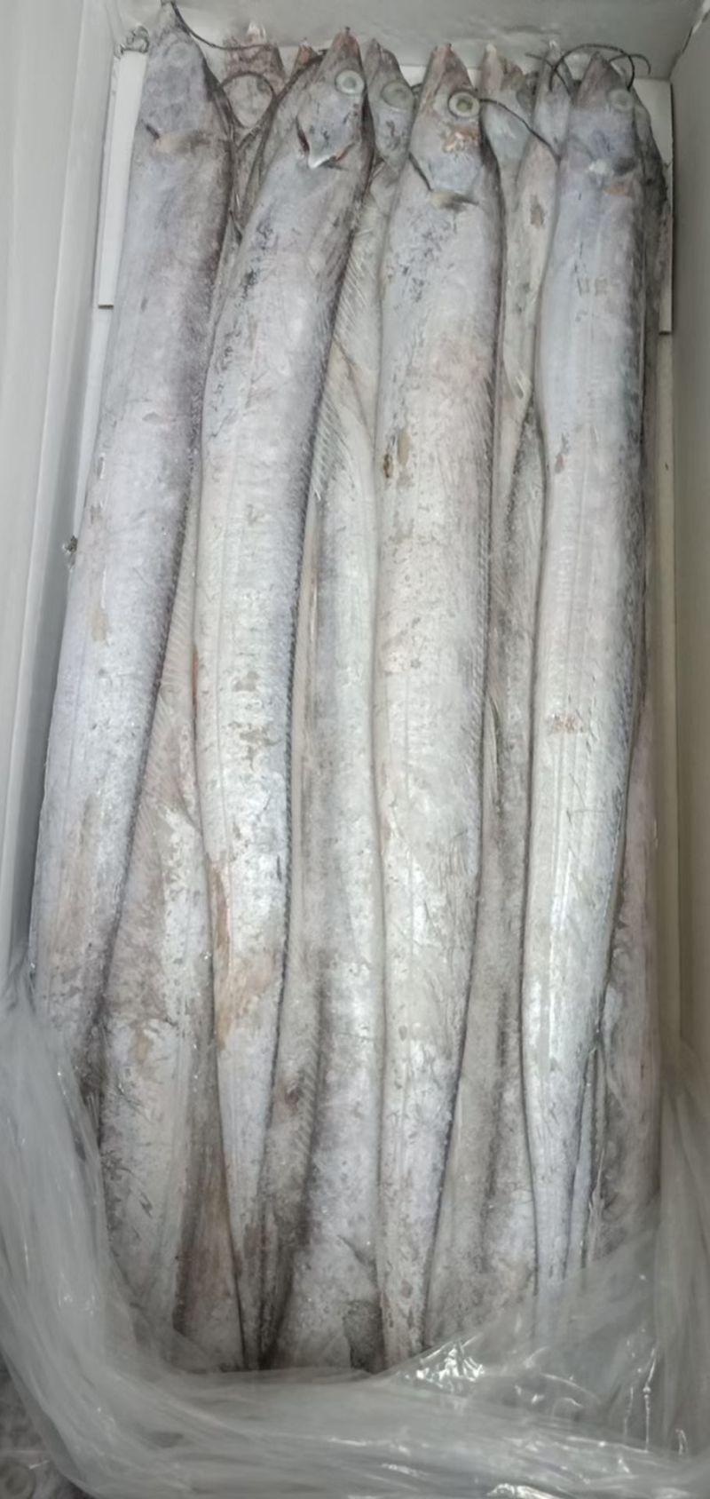 国产优质带鱼，全程冷链运输保障品质。带鱼肉质细嫩