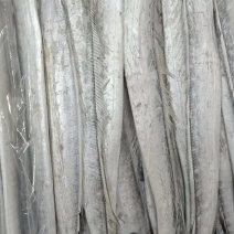 国产优质带鱼，全程冷链运输保障品质。带鱼肉质细嫩