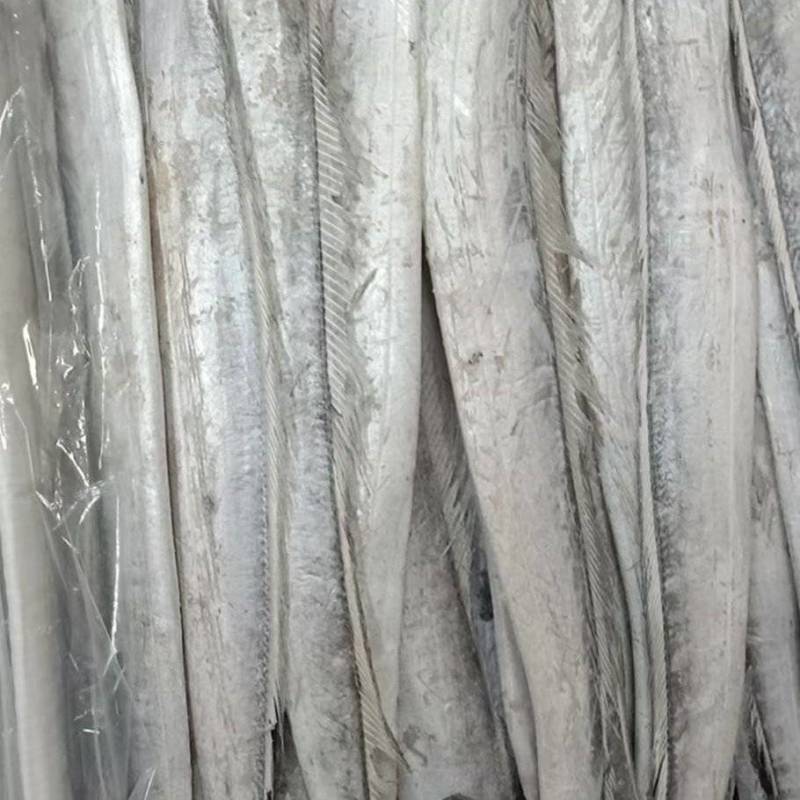 国产优质带鱼，全程冷链运输保障品质。带鱼肉质细嫩