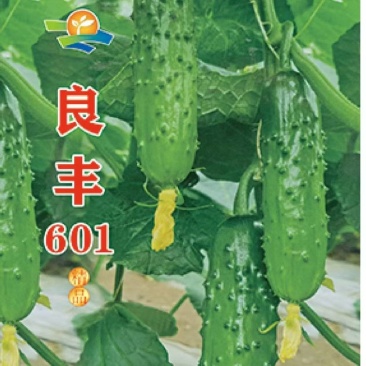 黄瓜种子良丰601全雌亮绿色耐寒耐热适合全年栽培
