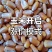 东北14个水干玉米