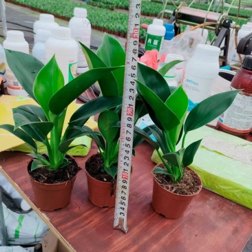 专业金钻绿公主种植基地