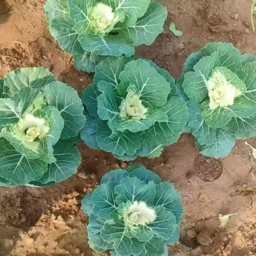 基地大量出售羽衣甘蓝